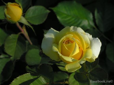 Галерея - Golden Tower (Tan98564) - Энциклопедия роз