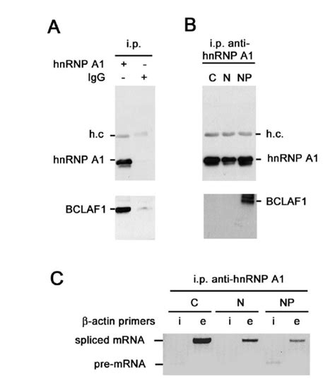 BCLAF1 Associates With RNPs A BCLAF1 Coimmunoprecipitates With HnRNP