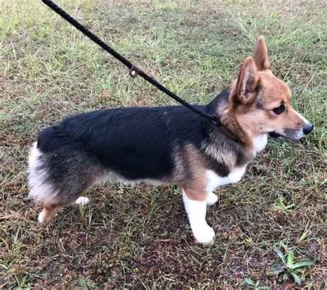 Corgi breeder | Corgis at Elfin Farms | United States