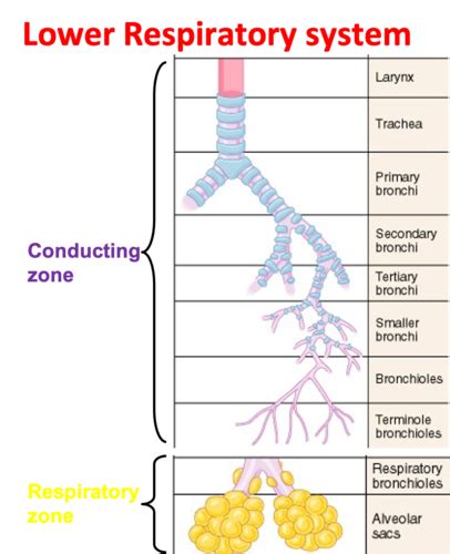 Respiratory Stuff Flashcards Quizlet