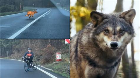 M Rturia Oferului Care L A Filmat Pe Biciclistul Urm Rit De Lup Era