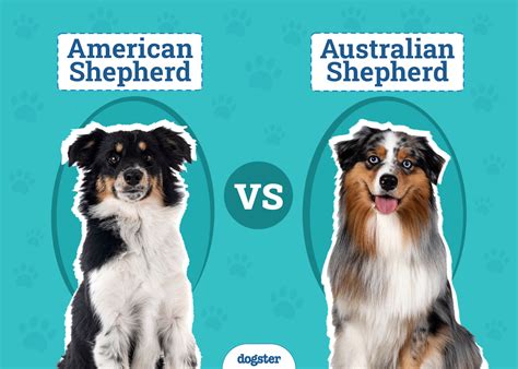 American Shepherd Vs Australian Shepherd The Differences With