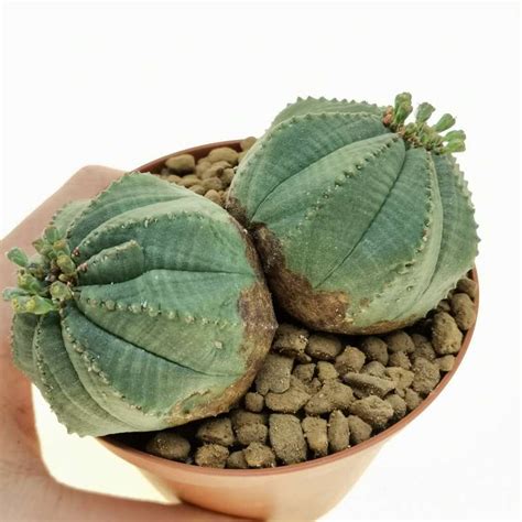 Euphorbia Obesa F Dicotomica Rare Form Cm Euphorbiaceae