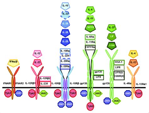 Overview Of Cytokine Receptors And Associated Janus Kinases Jaks Download Scientific Diagram