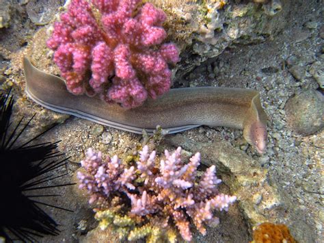 Мурены (Muraenidae) | Marina Marinina | Flickr