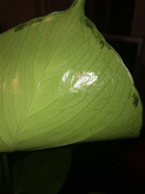 Monstera. I’ve recently applied neem oil for spider mites and I’ve also