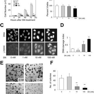 Identification Of Streptonigrin As Promoting Heterochromatin Formation