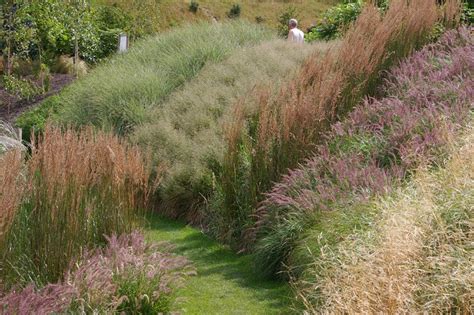 Пеннисетум Карлей Роуз: особенности и уход >> Дары природы ...