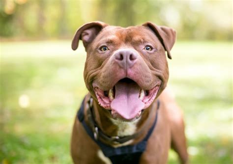 Dog Panting Heavily: Causes, Symptoms, & Treatment | Dutch