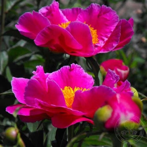 Пионы Клоун: описание сорта, характеристики, особенности посадки и ...