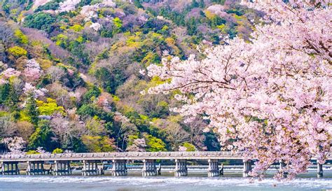 20 Best Kyoto Cherry Blossom Spots (Sakura Hanami Top Tips)