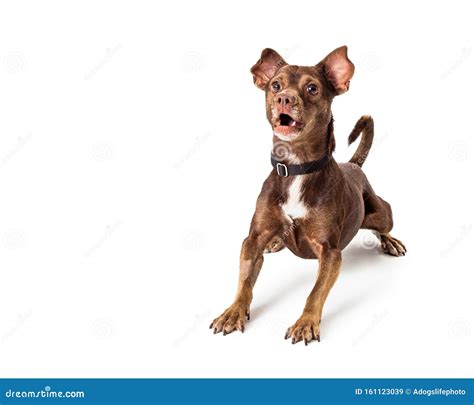 Small Brown Dog Excited And Barking Stock Image Image Of Happy Alert