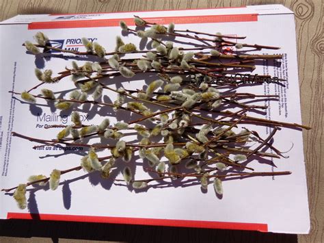 ByLightOfMoon Pussy Willow Branches And Changes