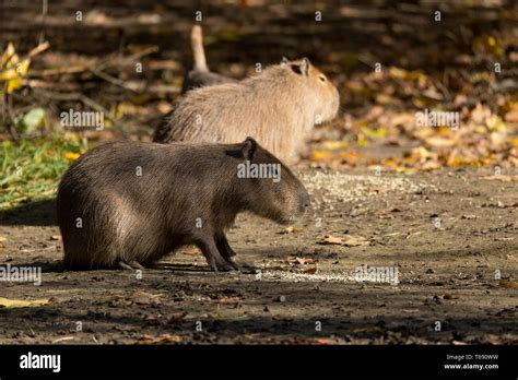 Close Up Photo Of Capybara Stock Photo Alamy