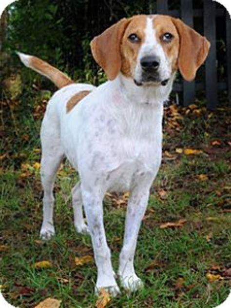 Media, PA - Foxhound/Beagle Mix. Meet Emma a Dog for Adoption.