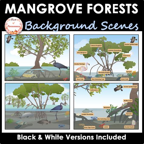Mangrove Forest Ecosystem Background Scenes Clipart | Everglades and
