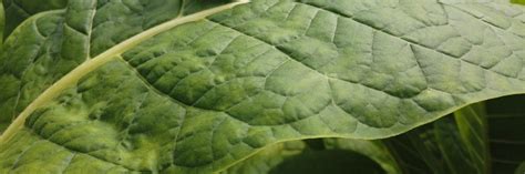 tobacco leaf – OMS Pipes