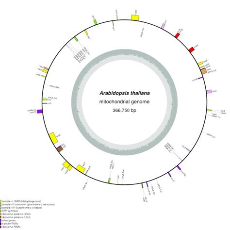 Physical map of the Arabidopsis thaliana mitochondrial genome ...