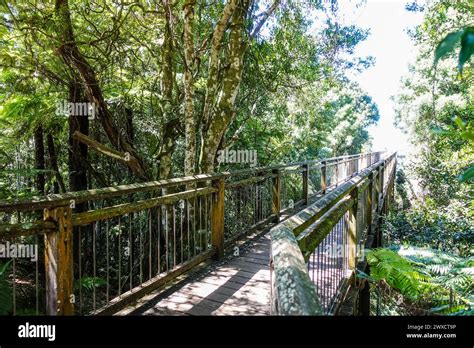 Dorrigo Rainforest Centre Sky Walk Dorrigo Nsw Australia Stock Photo