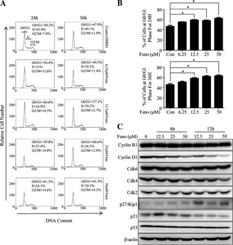 Fenofibrate Alters Cell Cycle Of Mda Mb 231 Cells A B Treatment