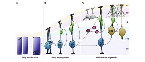 Neurogenesis In The Developing Neocortex A Apical Progenitor Cells