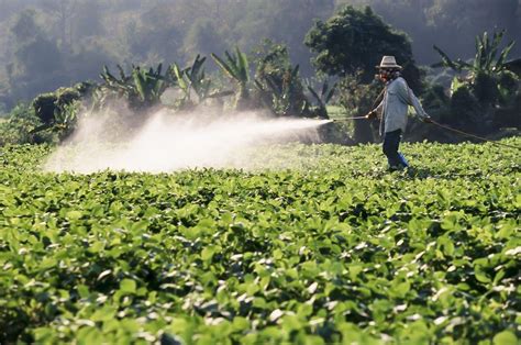 Common Pesticides Linked To Wheezing In Farmers UPI