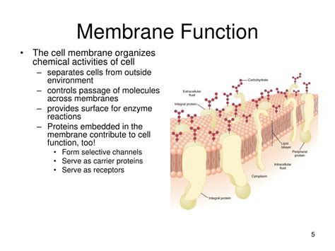 Ppt Membrane Structure And Function Powerpoint Presentation Free