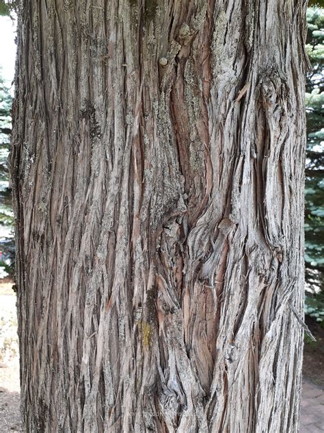 Eastern White Cedar Trees