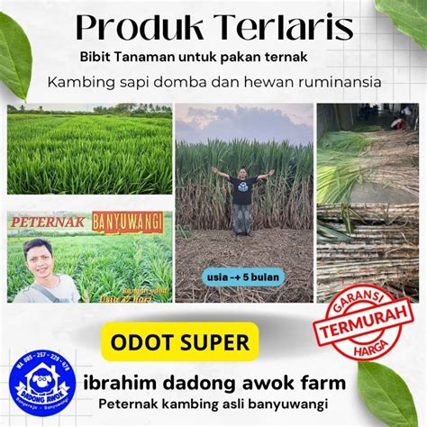 Jual Bibit Rumput Odot Pakan Ternak Kambing Domba Sapi Rumput Odot