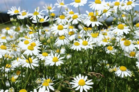 Foto Gratis Giardino Erba Camomilla Estate Fiore Natura Flora Campo