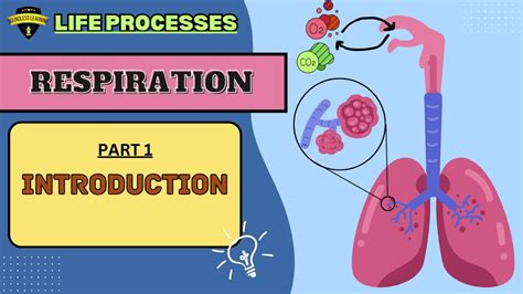 What Is Respiration Class Biology Life Processes Cbse Icse