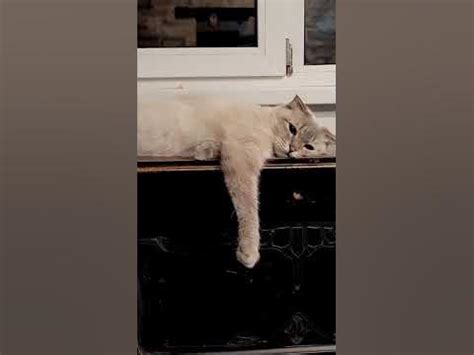 мне этот мир абсолютно понятен #кот #кошка #явсепонял # ...