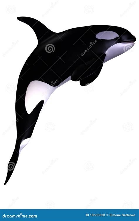 Killer Whale Anatomy Vector Illustration 51866456