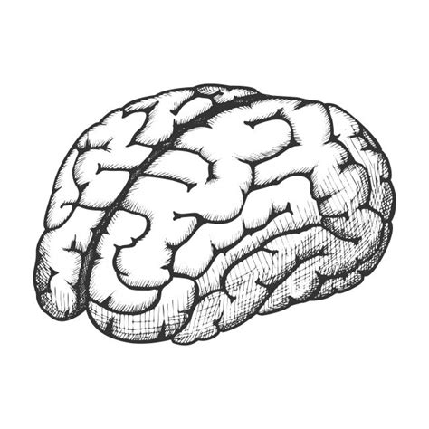 解剖器官人腦單色矢量圖 腦剪貼畫 大腦頭腦 解剖的向量圖案素材免費下載PNGEPS和AI素材下載 Pngtree