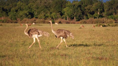 Mpala Live! Field Guide: Ostrich | MpalaLive