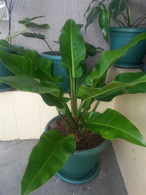 Self Heading Philodendron Varieties - Philodendron deflexum, previously