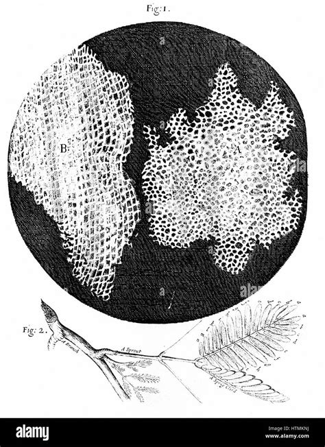 Robert hooke micrographia cell Imágenes de stock en blanco y negro Alamy