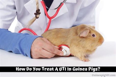 How Do You Treat A Uti In Guinea Pigs