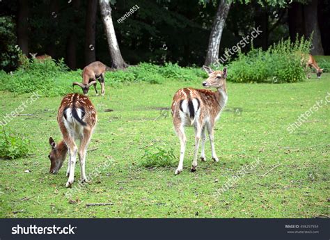 Deer Ass Images Stock Photos Vectors Shutterstock