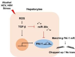 Featured Articles | Journal of Cellular Signaling 