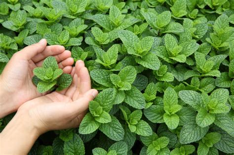 Mint Types Refreshing Types And Varieties For The Garden