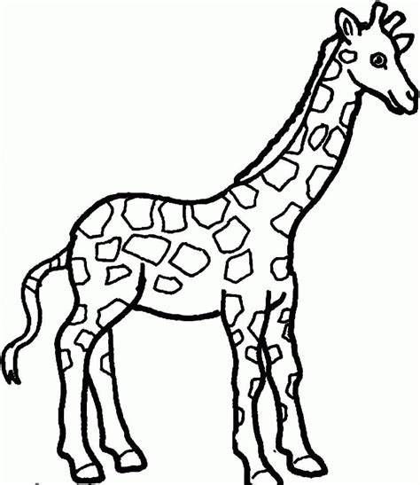 Linda Jirafa Para Colorear Imprimir E Dibujar Coloringonlycom