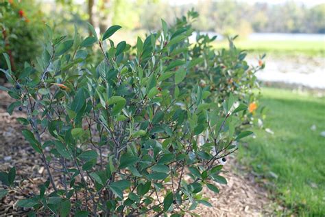 Low Scape Snowfire™ Aronia | Plant Addicts