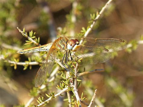 images branch wildlife insect fauna invertebrate wings