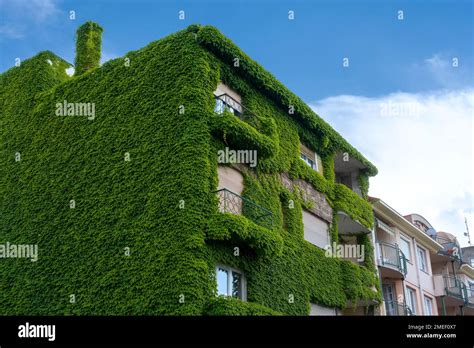 Ivy Overgrown House Hi Res Stock Photography And Images Alamy