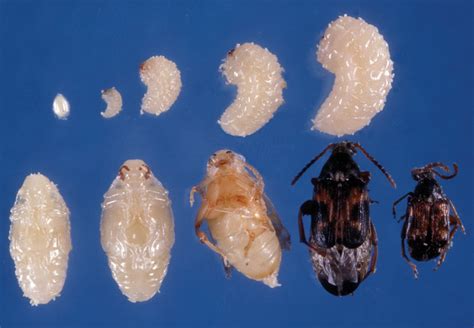 UF IFAS Stored Product Pests Photographs CD ROM