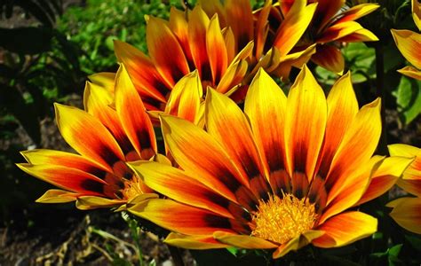 Gazania Flowers Colorful - Free photo on Pixabay