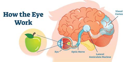 Las Partes Del Ojo Humano Y Sus Funciones Vision