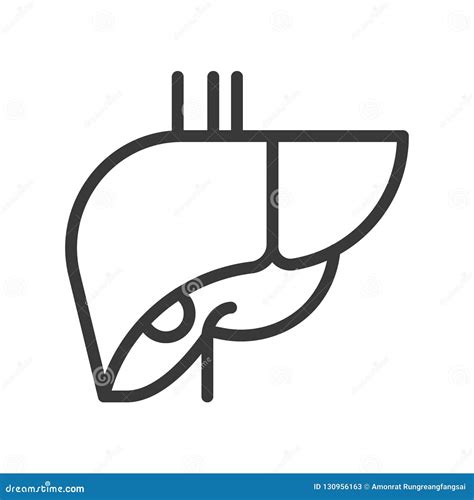 Liver Human Organ Related Outline Vector Icon Stock Vector Illustration Of Liver Human