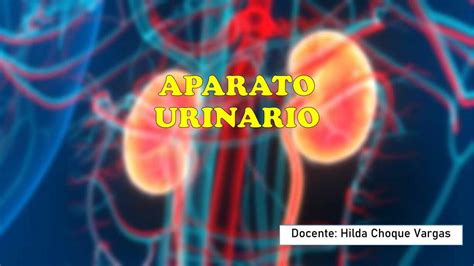 Aparato Urinario Hilda Choque Vargas Udocz